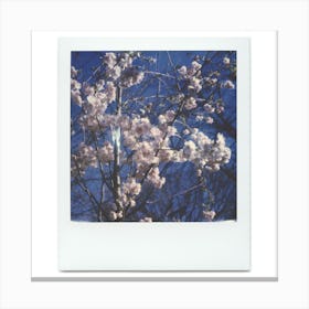 Polaroid Cherry Blossom 05 Canvas Print