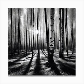 Birch Forest 40 Canvas Print