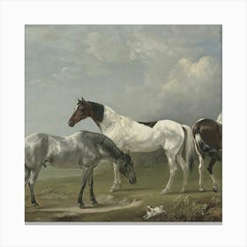 Four Horses In A Field Canvas Print