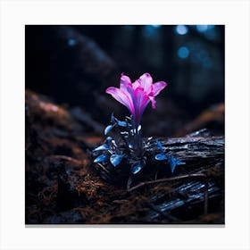 up close on a black rock in a mystical fairytale forest, alice in wonderland, mountain dew, fantasy, mystical forest, fairytale, beautiful, flower, purple pink and blue tones, dark yet enticing, Nikon Z8 4 Canvas Print