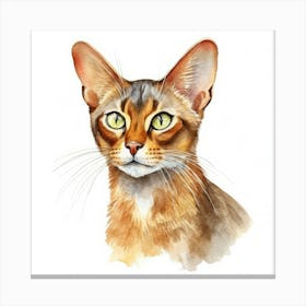 Abyssinian Cat Portrait Canvas Print