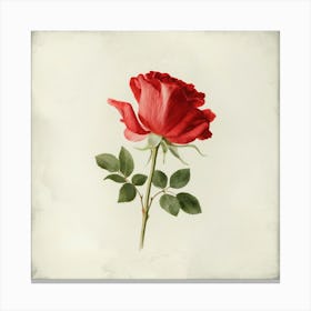 Red Rose 1 Canvas Print