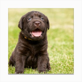 Labrador Retriever Puppy Canvas Print