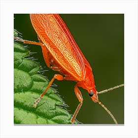 Beetle On Leaf Canvas Print