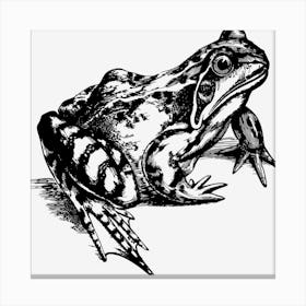 Amphibian 2027975 1280 Canvas Print