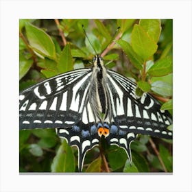 Black Swallowtail Butterfly Canvas Print