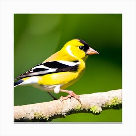 Goldfinch 12 Canvas Print