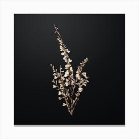 Gold Botanical White Broom on Wrought Iron Black n.0045 Canvas Print
