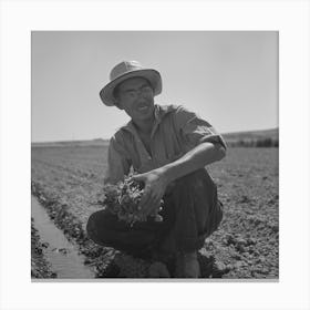 Untitled Photo, Possibly Related To Malheur County, Oregon, Japanese Americans Transplanting Celery By Canvas Print