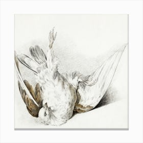 Dead Pigeon, Jean Bernard Canvas Print