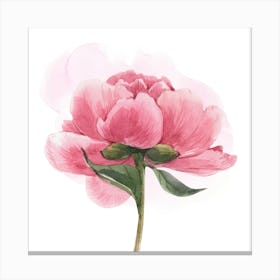 Pink Peony Watercolor Painting Canvas Print