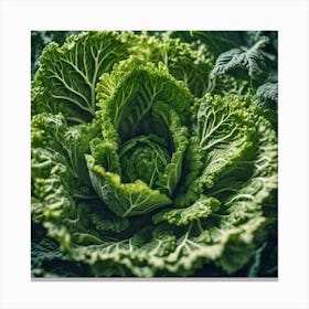 Cabbage In The Garden Canvas Print