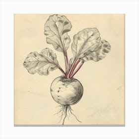 Beetroot Canvas Print