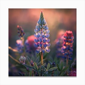 Lupine Canvas Print