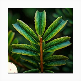 Yew leafs Canvas Print