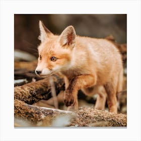 Red Fox Cub 1 Canvas Print