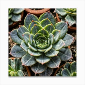 Succulents In Pots Canvas Print