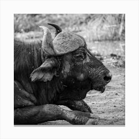 Old Buffalo Portrait Black And White Canvas Print