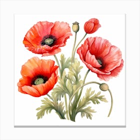 Watercolor Poppies Canvas Print