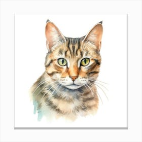 Pixie Bob Cat Portrait Canvas Print