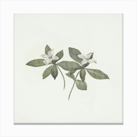 Two Jasmine Flowers Canvas Print