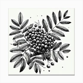 Rowan branch Canvas Print