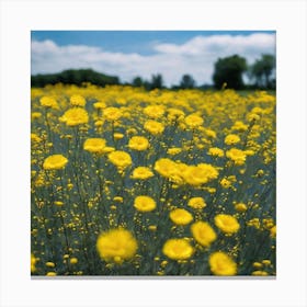 Yellow Flowers In A Field Canvas Print