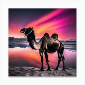 Camel At Night Canvas Print