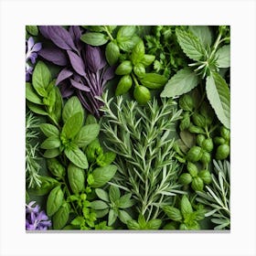 Top View Of Herbs On Green Background Canvas Print