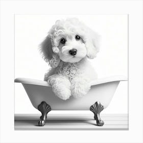 Poodle In Bathtub 2 Canvas Print