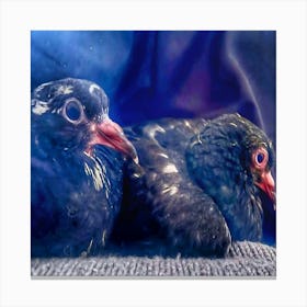 Pigeon Photoshoot Canvas Print