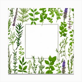 Frame Of Herbs 40 Canvas Print