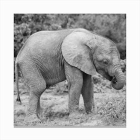 Elephant Baby Canvas Print