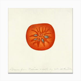 Tomato Canvas Print