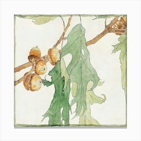 Acorns On A Branch Canvas Print