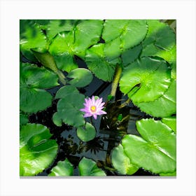 Water Lily 1 Canvas Print