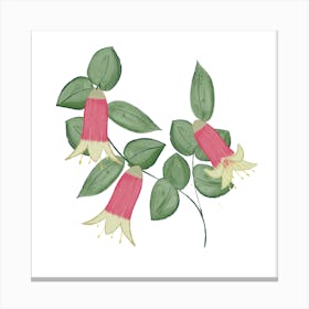 Fuchsia Canberra Bells Canvas Print