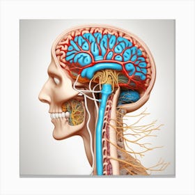 Human Head And Brain Canvas Print