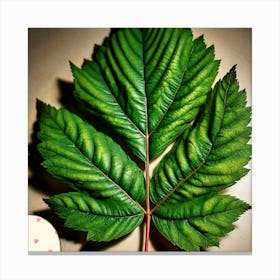 Ash leaf 1 Canvas Print