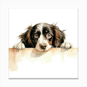 Spaniel Boykin 1 Canvas Print