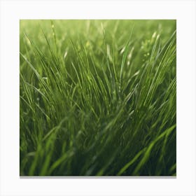 Green Grass Background 31 Canvas Print