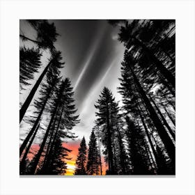 Sunset In The Forest 5 Canvas Print