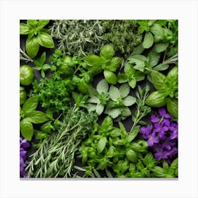 Fresh Herbs On A Black Background 3 Canvas Print