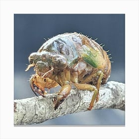 Beetle 1 Canvas Print