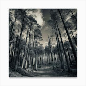 Scotland Forest Canvas Print