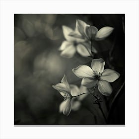 Lilys In Black And White Canvas Print