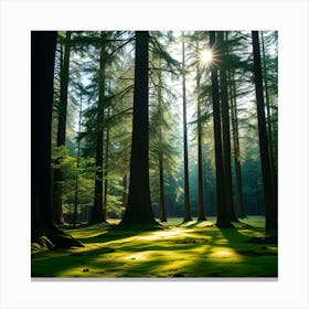 Sun Shining Through A Forest Canvas Print