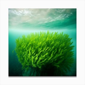 underwater nature Canvas Print