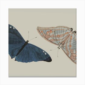 Butterfly Pair Canvas Print