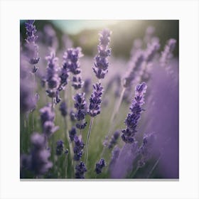 Lavender Field 1 Canvas Print